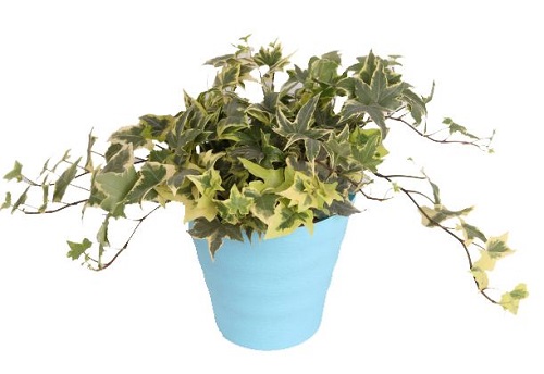 武漢植物租賃之常青藤養(yǎng)殖方法