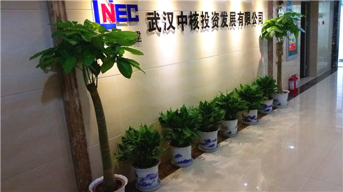 寫字樓綠植租賃