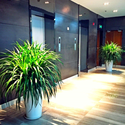 商務(wù)樓植物租賃