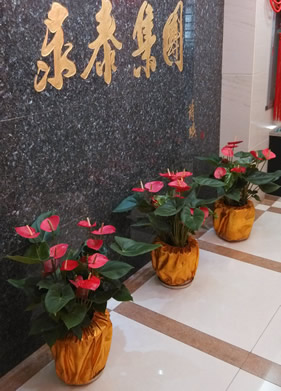 集團(tuán)花卉租賃紅掌
