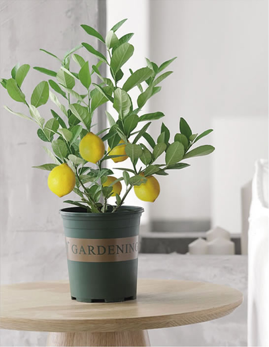 檸檬樹