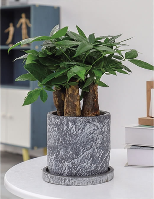 小發(fā)財(cái)樹(shù)