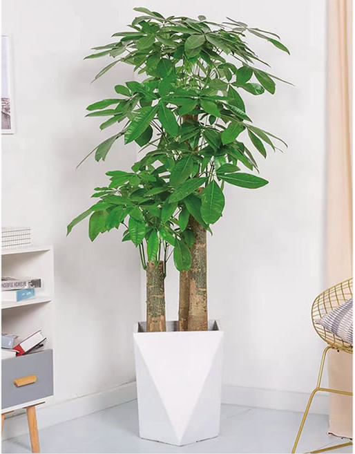 中型發(fā)財樹